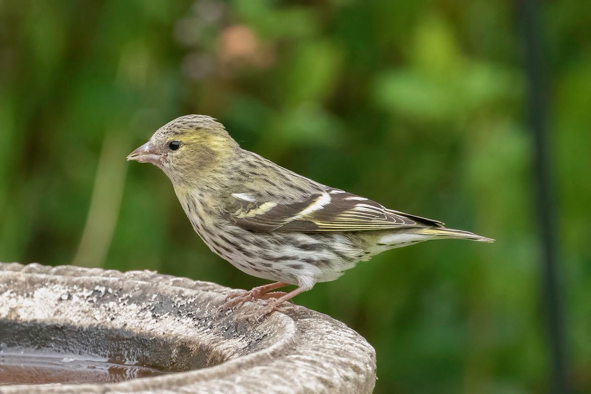Moments after the male Siskin left the garden, a female popped in for a drink.