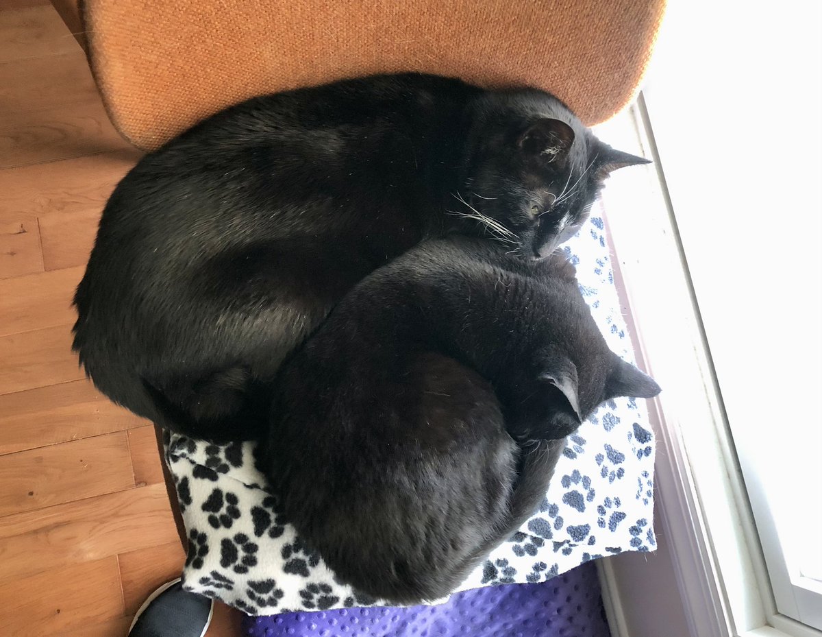 More lazy coworkers #housepanthers