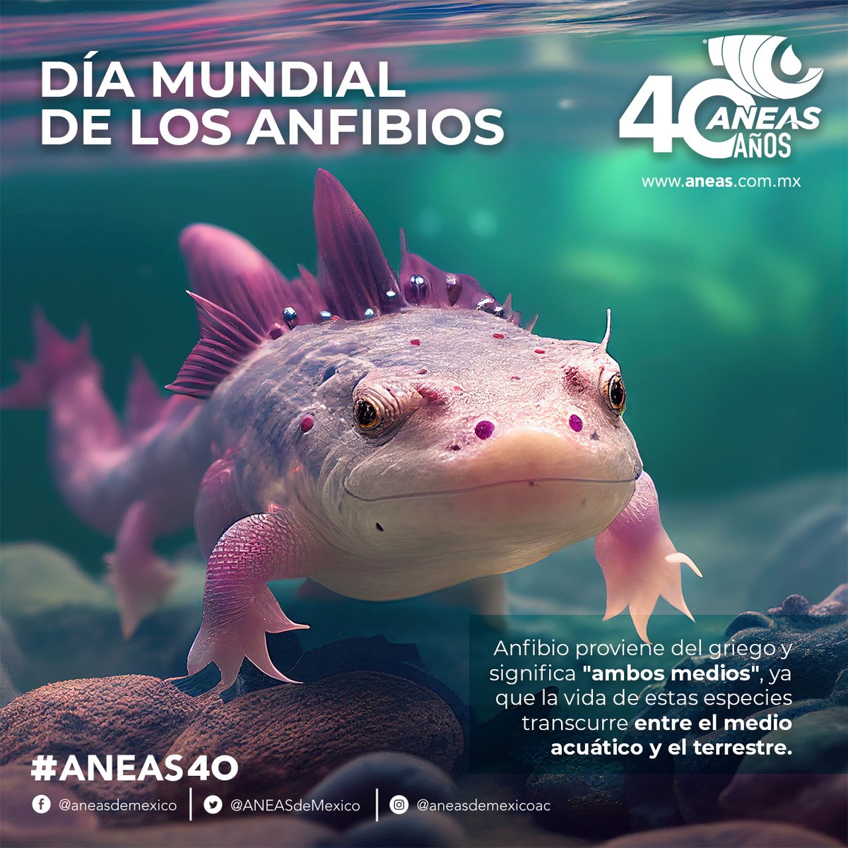 Este #DíaMundialDeLosAnfibios no olvidemos que nuestro país ocupa el quinto lugar de diversidad de anfibios 🐸con 376 especies. Tú, ¿qué especies conoces? ¡Cuéntanos! #ANEAS40 #LaRedHidricaDeMexico #CulturaDelAgua