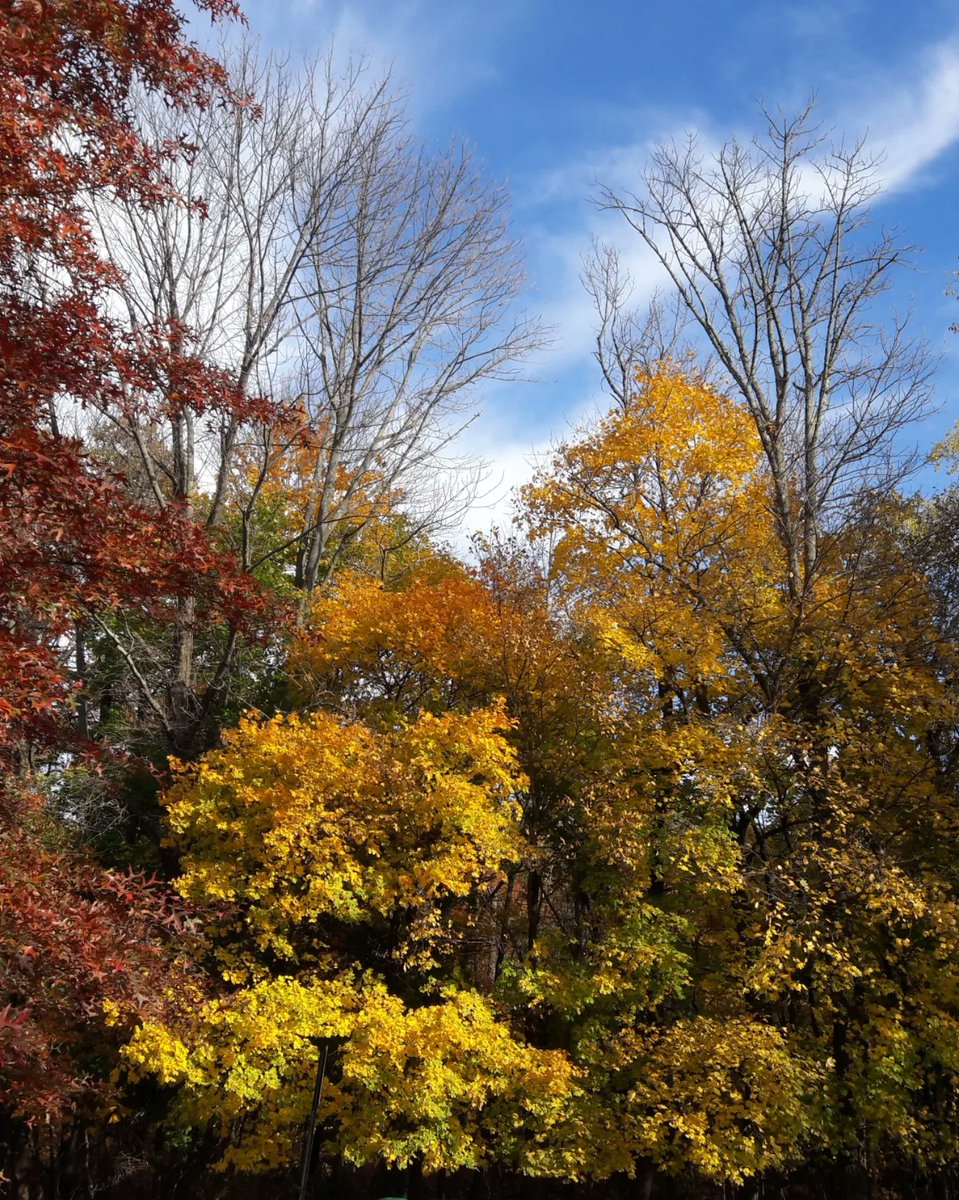 NJGov's tweet photo. "I think that I shall never see

A poem lovely as a tree."

— Excerpt from the poem "Trees" by famous poet Joyce Kilmer, born right here in New Jersey.

#ArborDay https://t.co/U3nU7hItqS