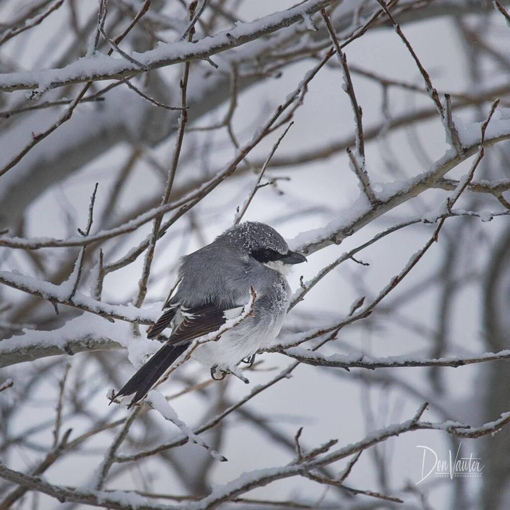 dvawter's tweet photo. Loggerhead Shrike https://t.co/fbD4KdRzm6 https://t.co/3IDppc4WBn