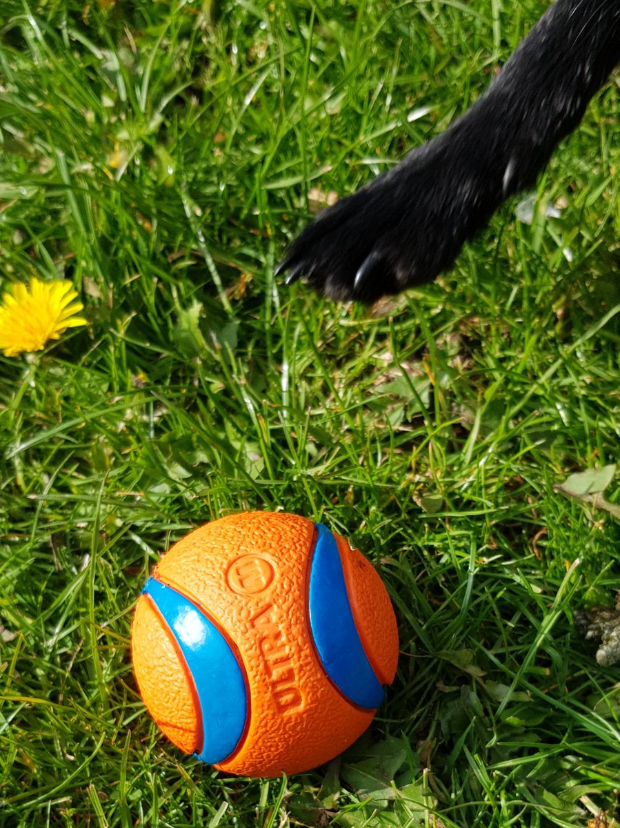 BBullrushes's tweet photo. A bit of a 🐶 theme with #litter this week. 2 dog 🥎, empty dog bags to reuse & dog toys. The only problem is that there is always a tug-of-war over the latest find. @pawsonplastic @LitterReporting @plastic_busters #2minutelitterpick #pickthepath https://t.co/vlMeEzPZFw