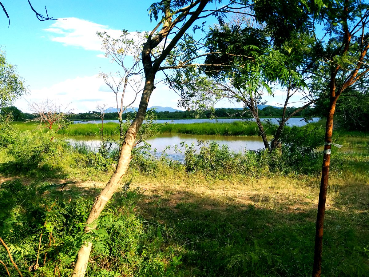 faflozim's tweet photo. With the support of traditional leadership, Masvingo North MP, Councillor Ward 32 &amp; the local community, we have kickstarted an Environmental Conservation Project in Masvingo🇿🇼. #IndigenousTreenursery. #Reforestation #Aquaculture   #FaunaFlora #Fishing  #Recreation https://t.co/fBR2ZfkKWe