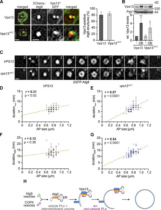 Journal of Cell Biology (@jcellbiol) on Twitter photo Rahel Dabrowski <a href="/DabrowskiRahel/">Rahel Dabrowski</a>, Susanna Tulli <a href="/susanna_tulli/">susanna.tulli</a>, & Martin Graef <a href="/GraefLab/">Graef Lab</a> discover that two conserved bridge-like tether proteins, Atg2 & Vps13, drive parallel phospholipid transfer into rapidly forming autophagosomes during #autophagy bit.ly/4239NJ4 Rahel Dabrowski <a href="/DabrowskiRahel/">Rahel Dabrowski</a>, Susanna Tulli <a href="/susanna_tulli/">susanna.tulli</a>, & Martin Graef <a href="/GraefLab/">Graef Lab</a> discover that two conserved bridge-like tether proteins, Atg2 & Vps13, drive parallel phospholipid transfer into rapidly forming autophagosomes during #autophagy bit.ly/4239NJ4