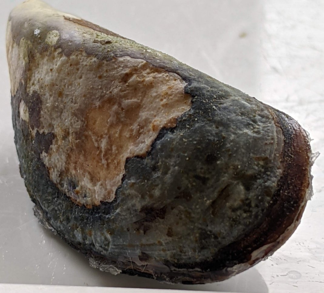 🥁🥁🥁Exciting PhD opportunity (funded)!
THE ROLE OF SYMBIONTS IN THE ANTHROPOCENE

Project description: 
log.cnrs.fr/component/cont…

Deadline: 15th May 2023 
#recruiting #phd #cancer #ecology #phdchat
<a href="/LOG_labo/">Laboratoire d’Océanologie et de Géosciences</a> <a href="/univ_lille/">Université de Lille</a>