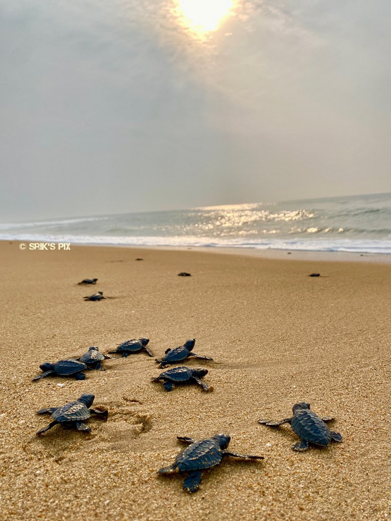 New Life

Olive Ridley Turtle Hatching 

#oliveridley #seaturtle #oliveridleyturtle 
#odisha #seaturtleconservation @OrissaWild @IndiAves @BonnConvention @BBSRBuzz @CITES @OdishaSeaTurtle  @conserveturtles  @ORP_INDIANOCEAN @ThePhotoHour