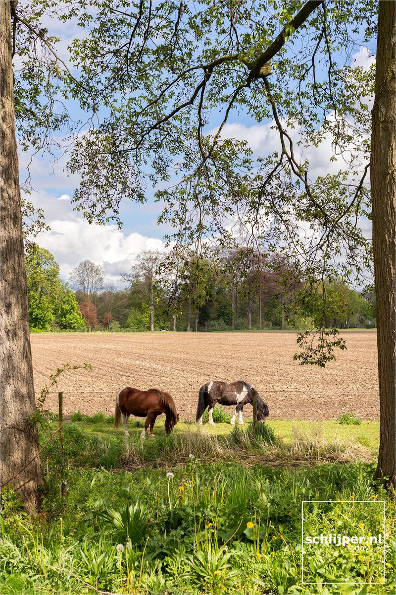 schlijper's tweet photo. Where: The Netherlands Rothem, Aan de Gapert
When: 28 04 2023 15:35
What: #Rothem #Meerssen #Limburg #horses https://t.co/iKPLv4KjPn