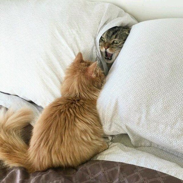 DontShowYourCat's tweet photo. HIDEOUT COMPROMISED https://t.co/vUlRzT73Rv