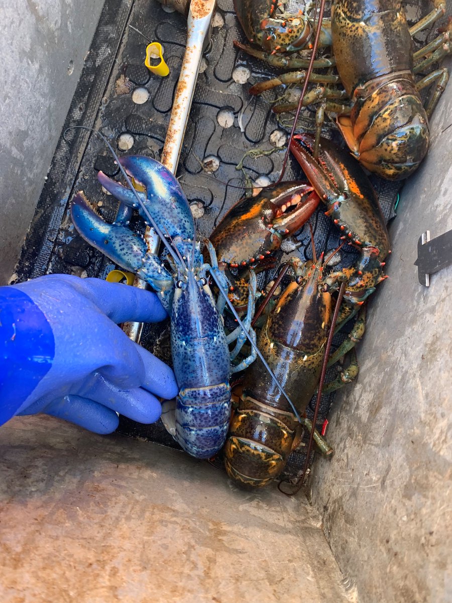 Billybobwalter1's tweet image. Nice day on the ocean 🦞
Caught a blueberry today