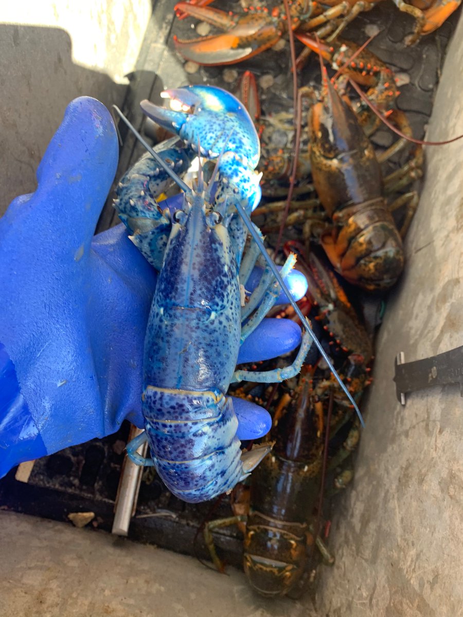 Billybobwalter1's tweet image. Nice day on the ocean 🦞
Caught a blueberry today