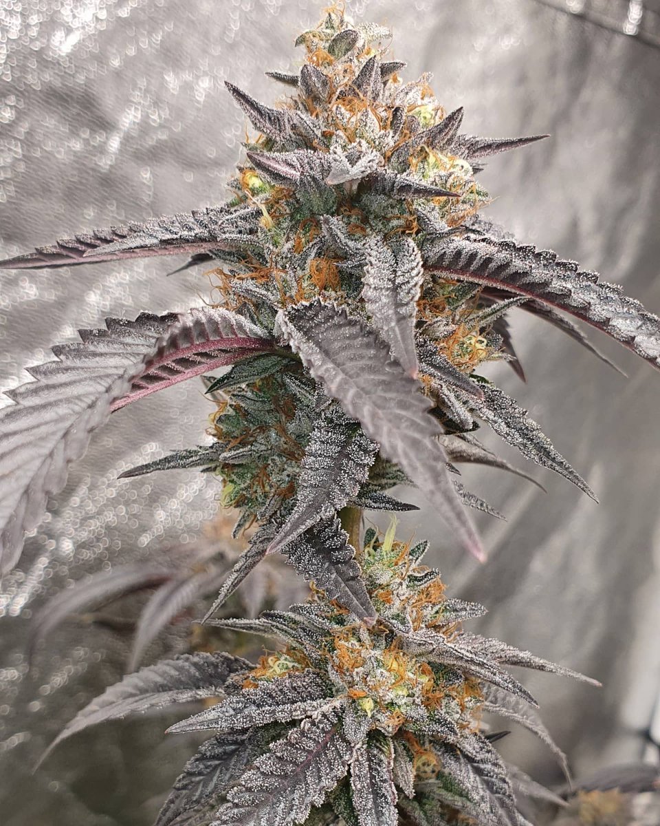 gps_seedbank's tweet photo. Punch Bubble (Indiana Bubblegum x Purple Punch) grown by cptgrow420 and bred by Greenpoint Seeds.
#punchbubble #indianabubblegum #bubblegum #purplepunch #granddaddypurple #gdp #larryog #cannabisculture #cannabiscommunity #feminizedseeds #cannabisseeds #greenpointseeds https://t.co/zwq8Z3Yth0