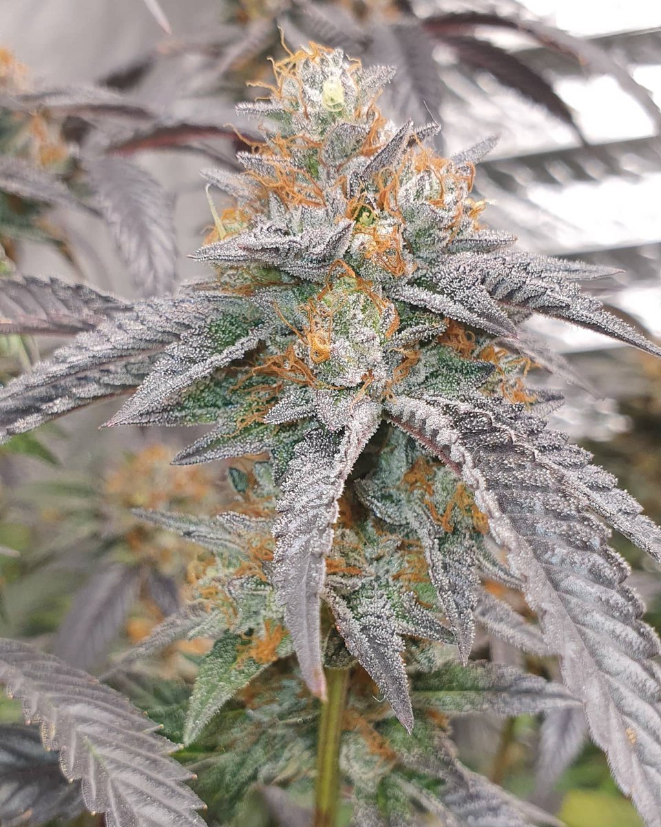 gps_seedbank's tweet photo. Punch Bubble (Indiana Bubblegum x Purple Punch) grown by cptgrow420 and bred by Greenpoint Seeds.
#punchbubble #indianabubblegum #bubblegum #purplepunch #granddaddypurple #gdp #larryog #cannabisculture #cannabiscommunity #feminizedseeds #cannabisseeds #greenpointseeds https://t.co/zwq8Z3Yth0