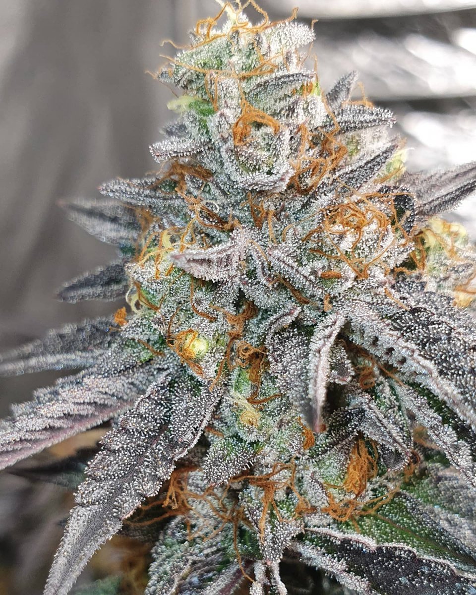 gps_seedbank's tweet photo. Punch Bubble (Indiana Bubblegum x Purple Punch) grown by cptgrow420 and bred by Greenpoint Seeds.
#punchbubble #indianabubblegum #bubblegum #purplepunch #granddaddypurple #gdp #larryog #cannabisculture #cannabiscommunity #feminizedseeds #cannabisseeds #greenpointseeds https://t.co/zwq8Z3Yth0