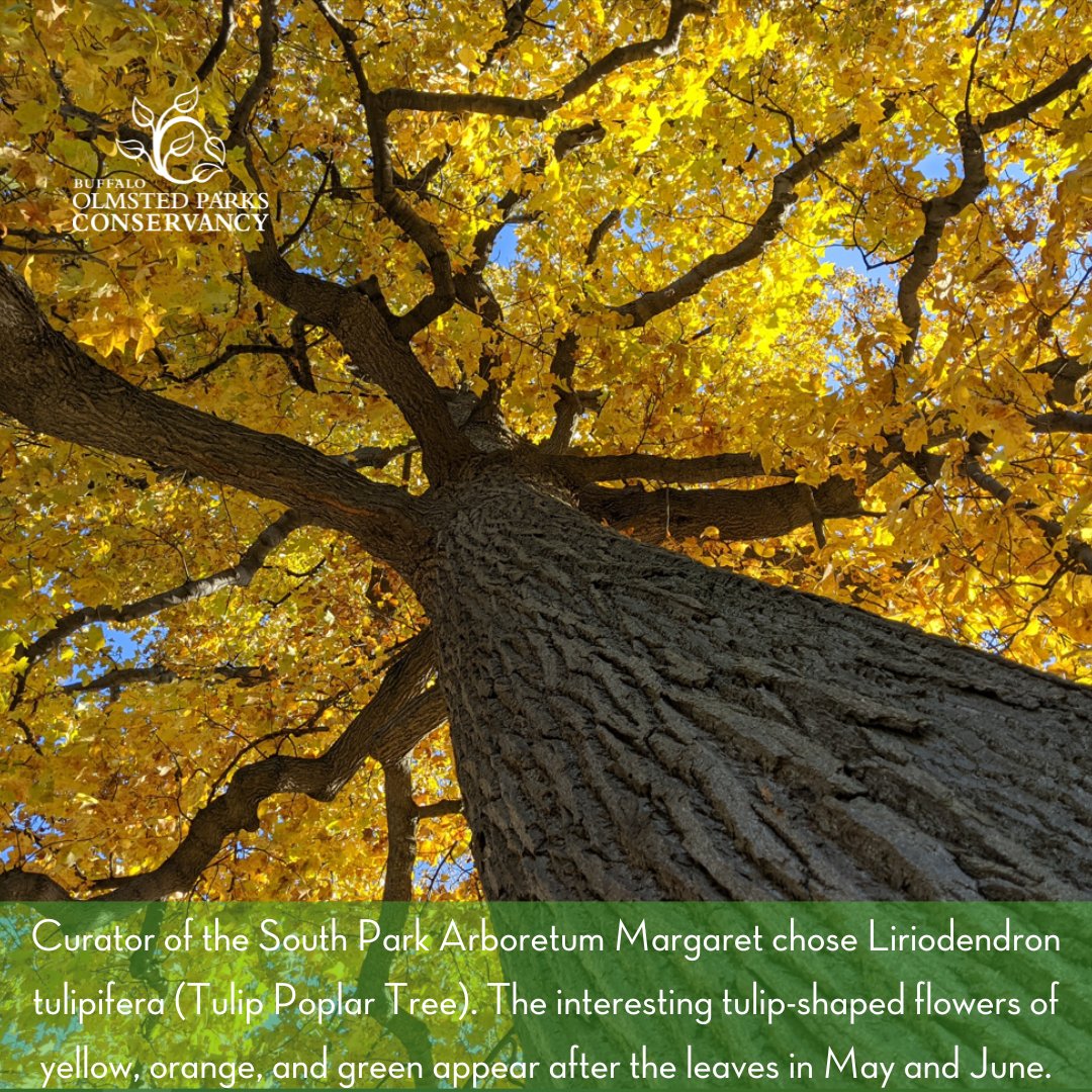 bFLO Olmsted Parks tweet media