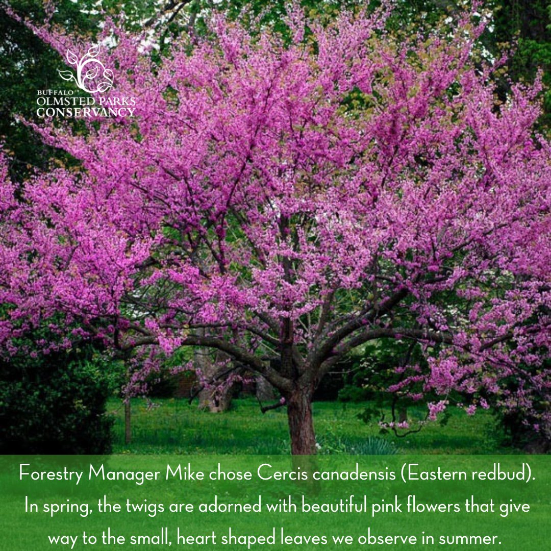 bFLO Olmsted Parks tweet media