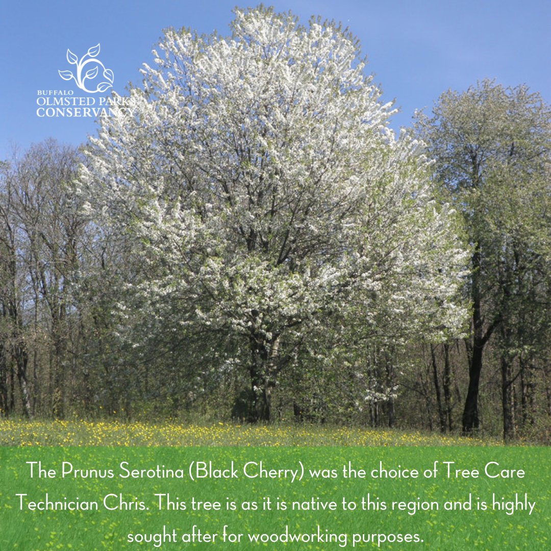 bFLO Olmsted Parks tweet media