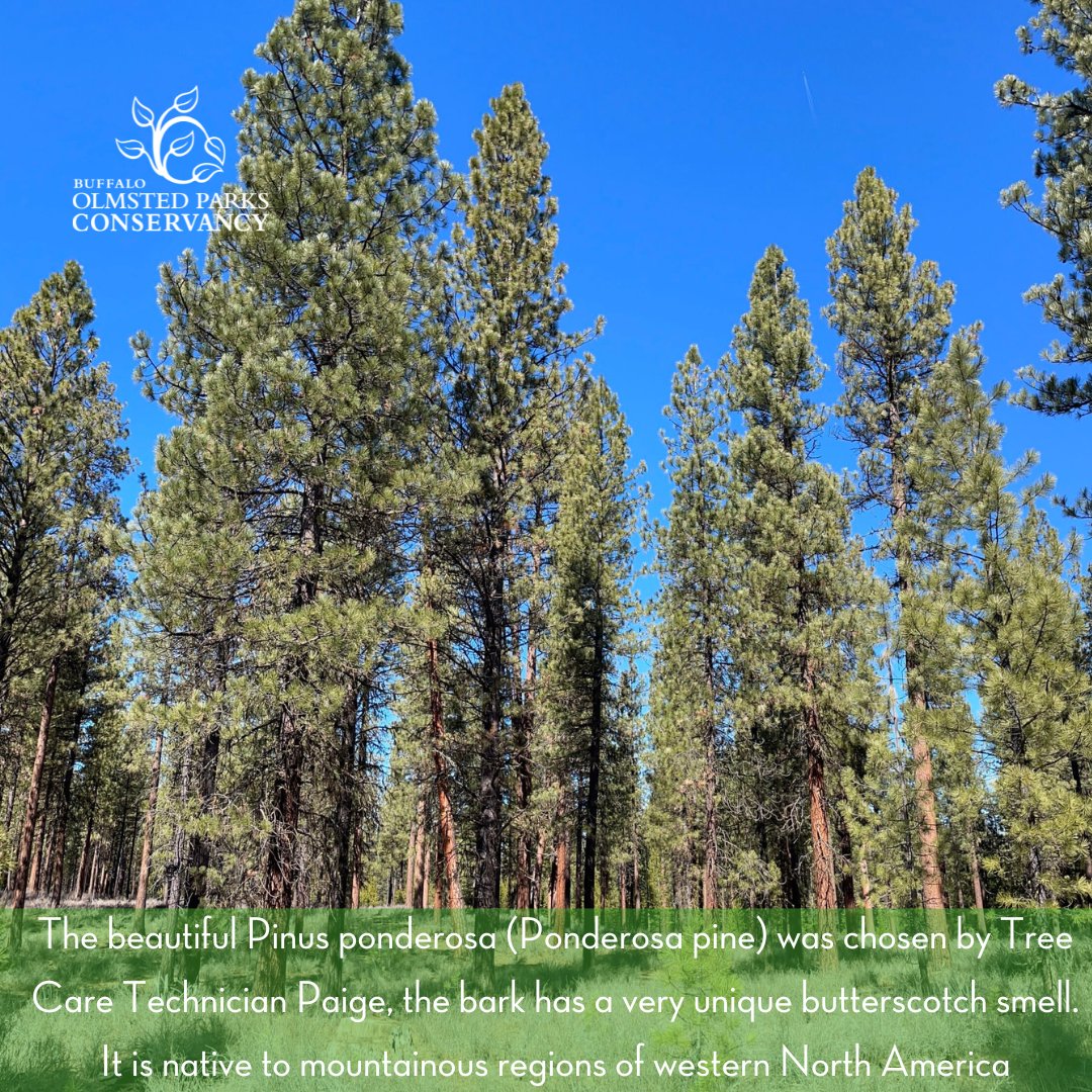 bFLO Olmsted Parks tweet media