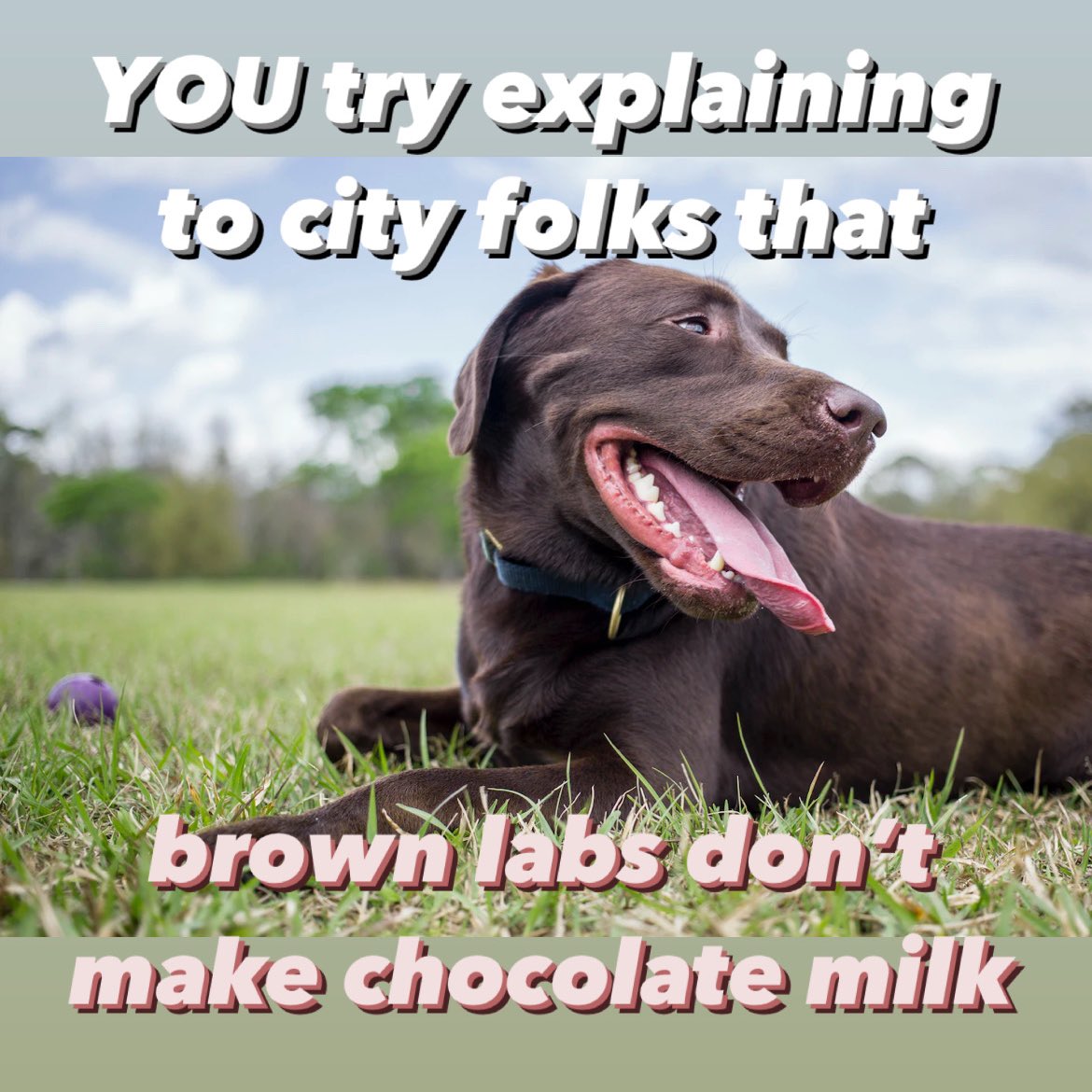 😂😂😂😂😂😂🐾🍫🥛