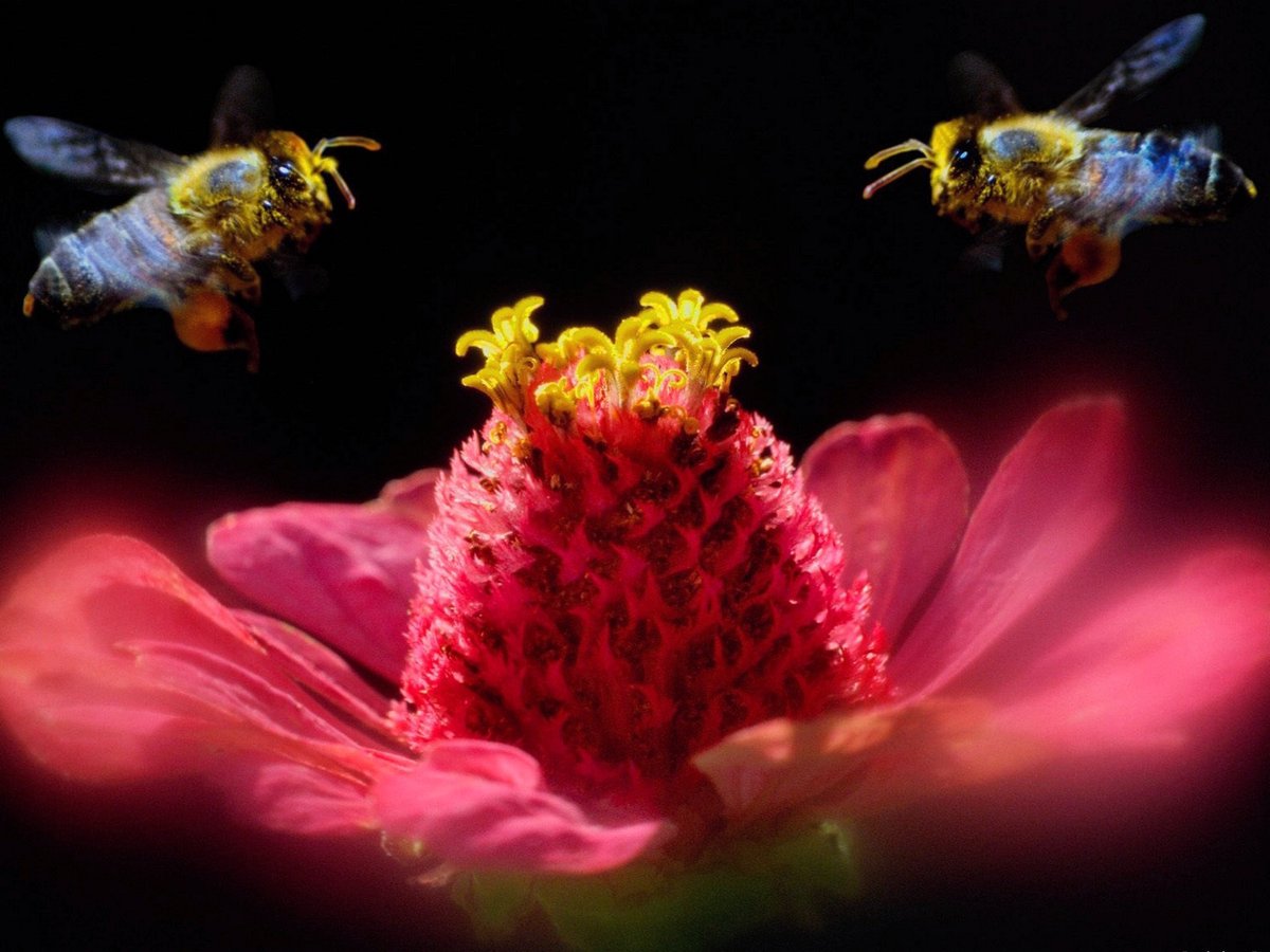 BeesForLifeBe's tweet photo. Bijen zijn fascinerende beestjes, zo belangrijk voor onze #natuur én ons voedsel. Maar laten we niet vergeten dat ze ook gewoon hun eigen leven leiden en doen wat #bijen doen. Laten we ze dus met rust laten en zorgen voor een omgeving waarin ze kunnen floreren. #BeesForLife https://t.co/5YjWDQM8oS