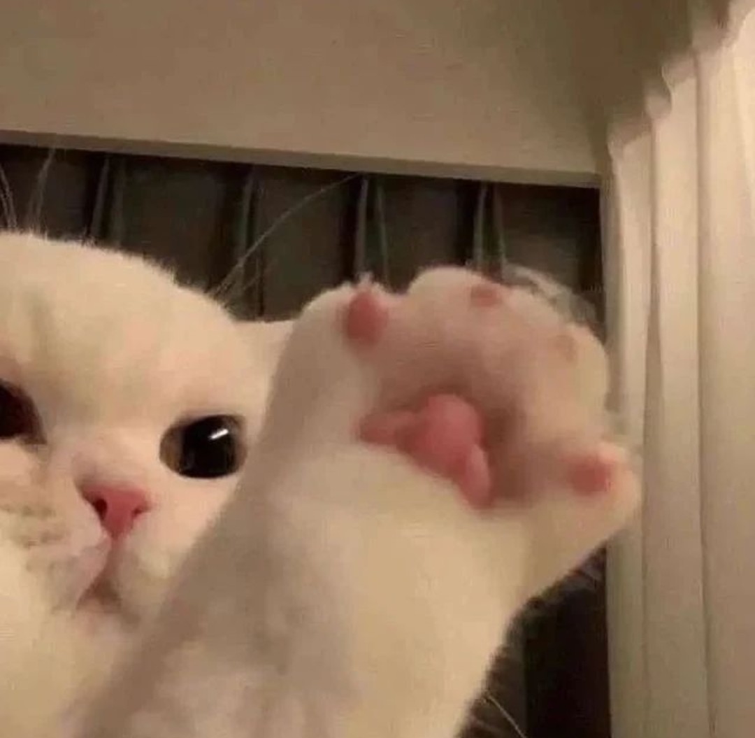 gatitos_qctd's tweet photo. Mis 4 moods en la vida https://t.co/LYKTApbd1P