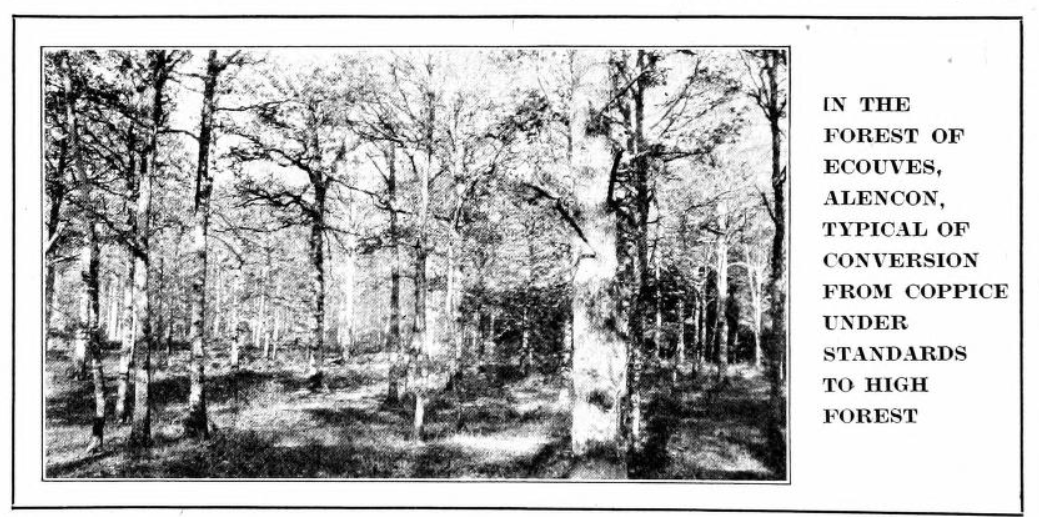 n_blanchard61's tweet photo. Toujours une grande joie que de mettre la main sur des documents évoquant la forêt d'#Ecouves provenant de fonds étrangers. Ici deux photos prises par Ralph S. Hosmer vers 1922 dans un document conservé à la
@Cornell #Librairy (USA). Reste désormais à retrouver les originaux ! https://t.co/Z1e72IQSe2