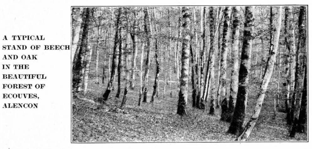 n_blanchard61's tweet photo. Toujours une grande joie que de mettre la main sur des documents évoquant la forêt d'#Ecouves provenant de fonds étrangers. Ici deux photos prises par Ralph S. Hosmer vers 1922 dans un document conservé à la
@Cornell #Librairy (USA). Reste désormais à retrouver les originaux ! https://t.co/Z1e72IQSe2