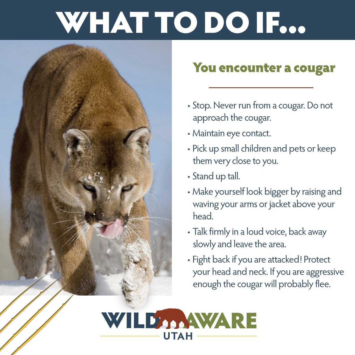 In light of yesterday's incident in Diamond Fork Canyon, here are some safety tips for a cougar encounter.
