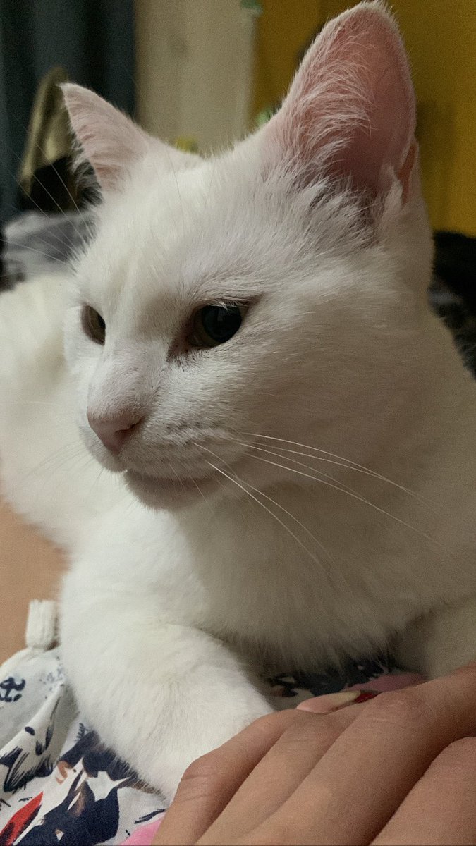 allinahi's tweet photo. Yo hace un mes odiando y siendo alérgica a los gatos, y ahorita durmiendo con esta hermosa 🥺❤️🥰 https://t.co/XOn8289jk9