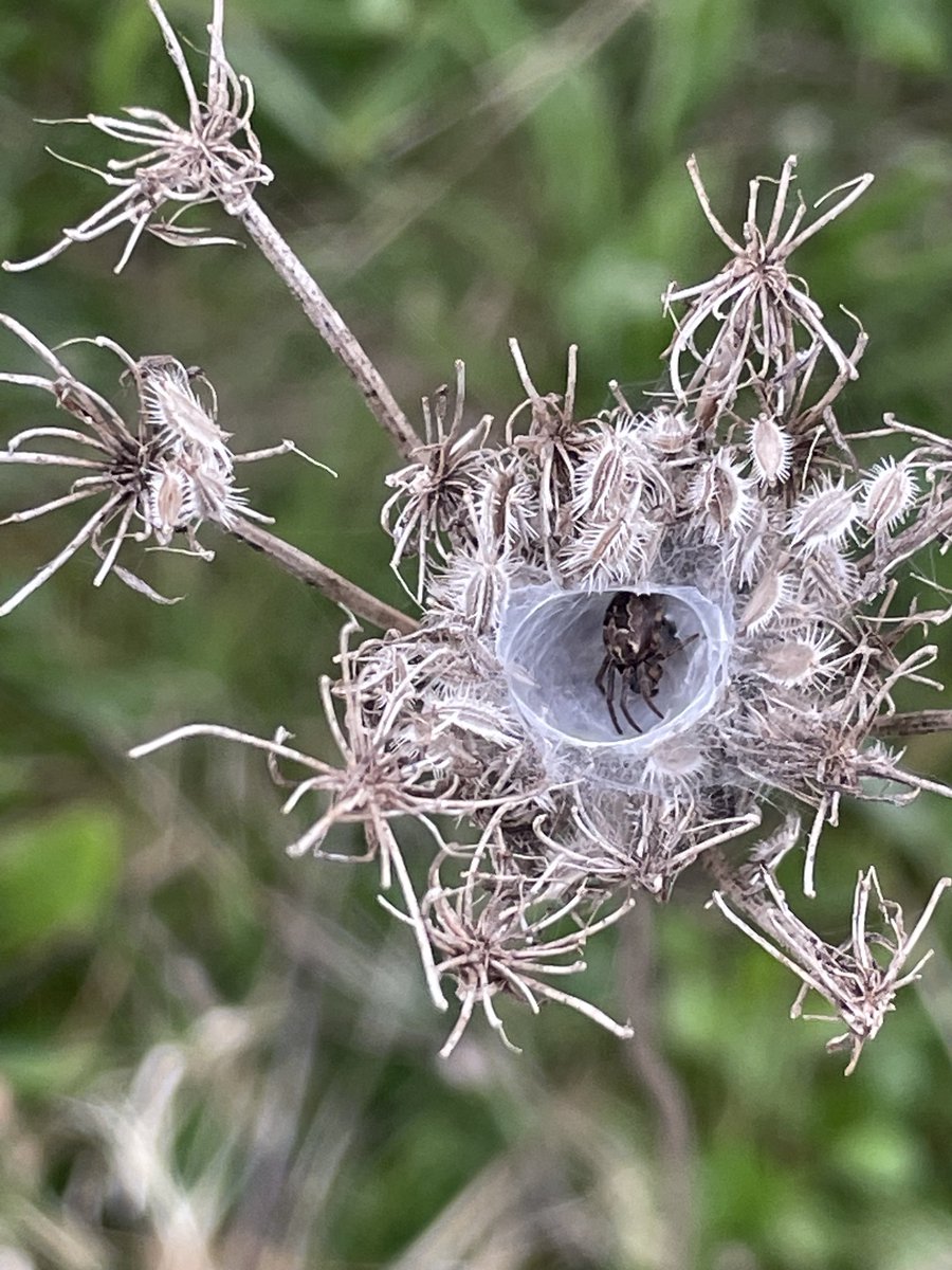 SeedLouise's tweet image. Daucus carota ( wild carrot) seed head with a Furrow orb- weaver spider ( im told) safely ensconced in its orb web. #flowersonfriday #invertibrates #spiders #scottishborders