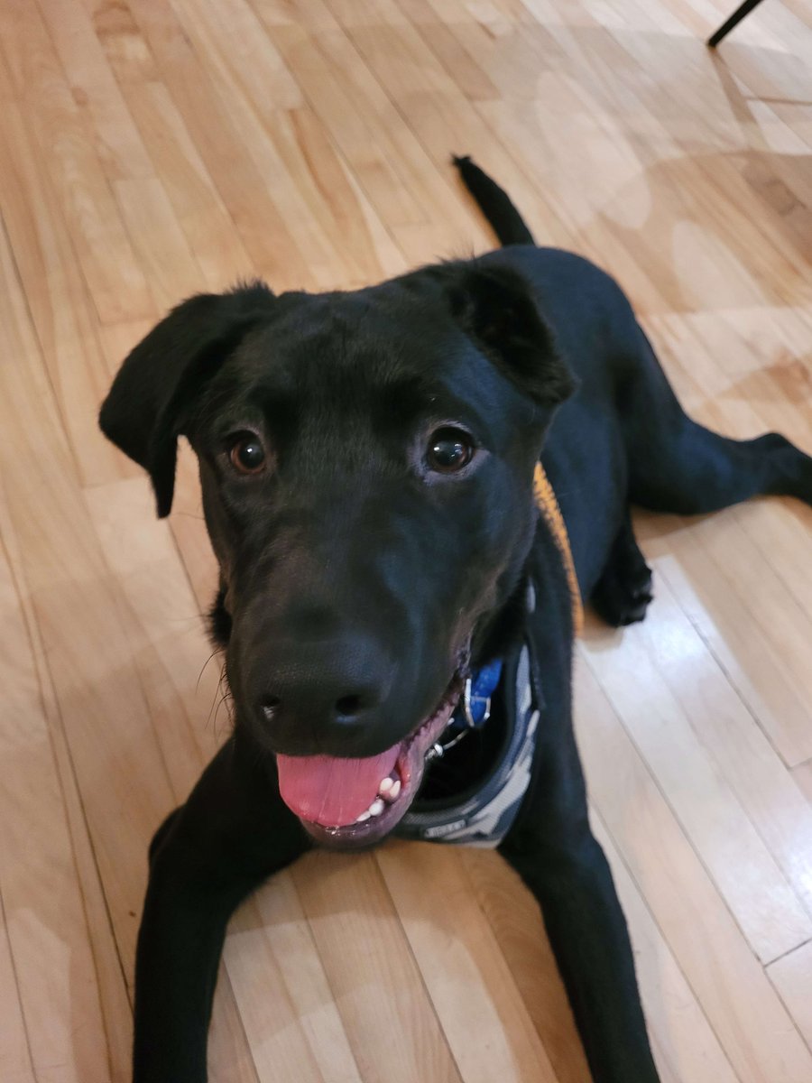 DejectedRaven's tweet photo. Cute pic of Orion! I love him so much. https://t.co/GEvnQJDynM