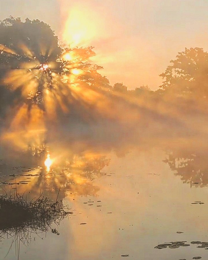 clicks1222's tweet photo. Hello Friday! My favourite shot of the week was a photo of morning taken on a very misty Thursday morning. Please share you (own) favourite photo of the week. #Fridaysharing #TwitterNatureCommunity #NaturePhotography
#nature
#Photography https://t.co/u9qHLDN1na