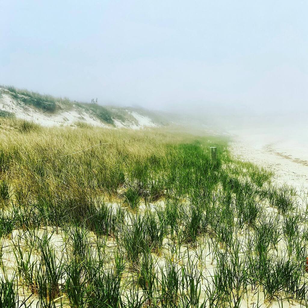 Bright sunny day today on the Cape… Except on the coast  #heavyfog #ocean#fog #foggy#dunes #corporationbeach instagr.am/p/CrlhDa9uTKv/