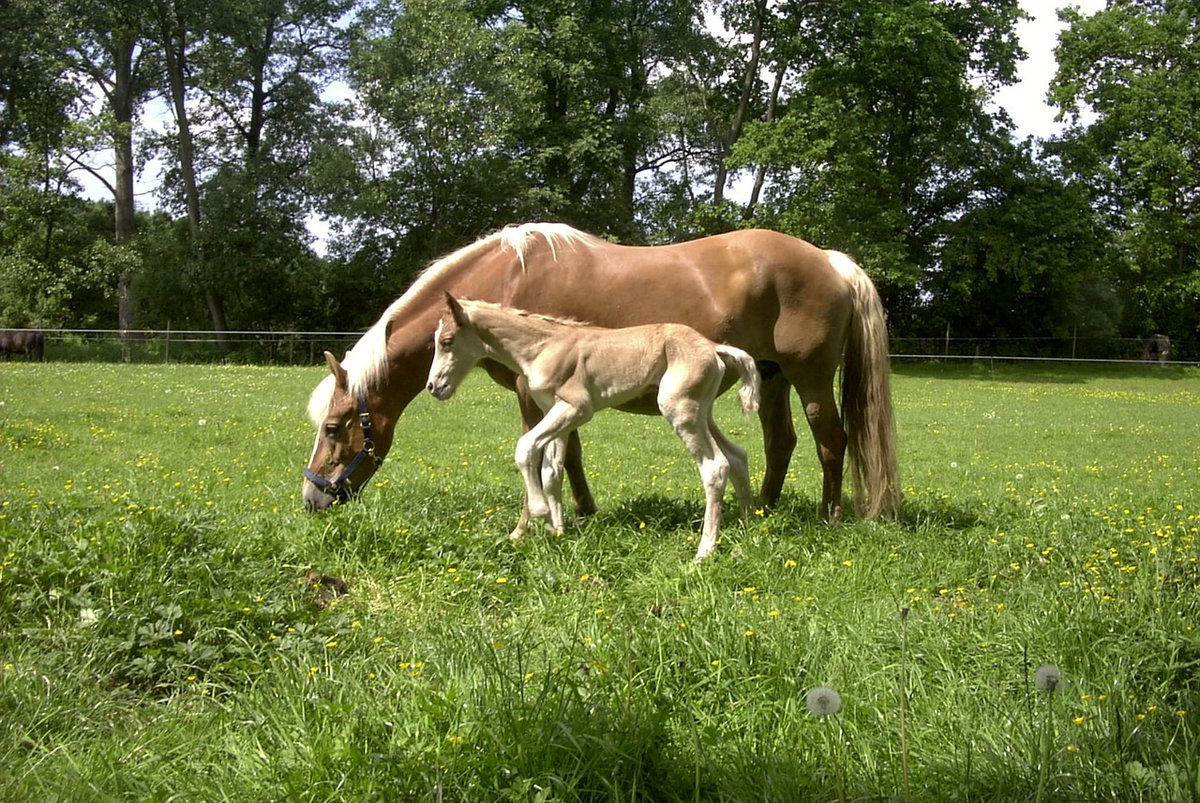 portoverde's tweet photo. 🦄😍Ser feliz no significa que todo sea perfecto. Significa que has decidido ver más allá de las imperfecciones.
https://t.co/oT5HpEKXBx
#horse #equino #ecuestre #portoverde #lareddemicaballo #redesheno #heno #slowfeeding #redesparaheno #slowfeeder https://t.co/qjnjy3S56G