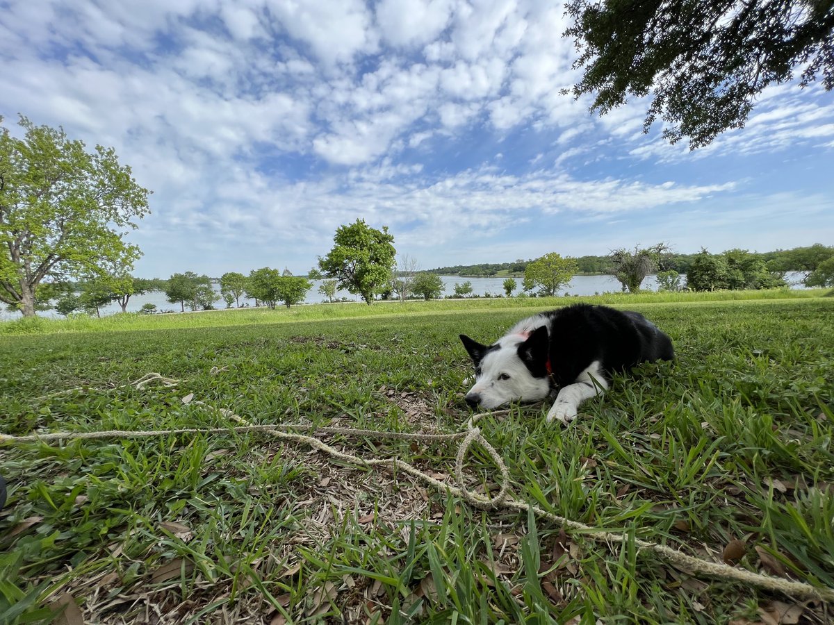 Deep9woods's tweet photo. get urself a buddy who’s got ur back when ur messing w ur phone 

#sideEye #BorderCollie #HerdingDog #DoesntMissMuch 

#WhiteRockLakePark #funAtThePark #Dallas https://t.co/YmdBkQpZp2