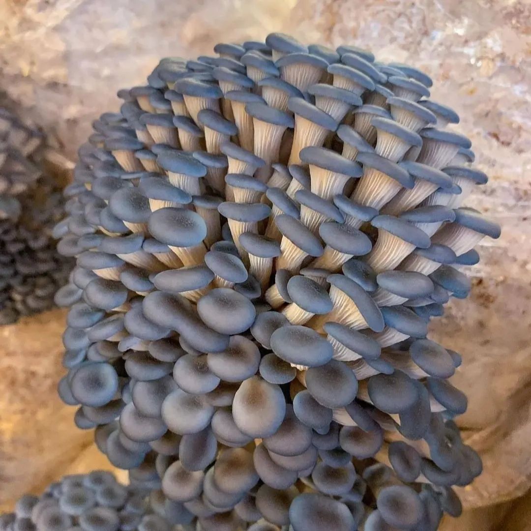 MushroomHClub's tweet photo. https://t.co/ctRDXQEDrb
