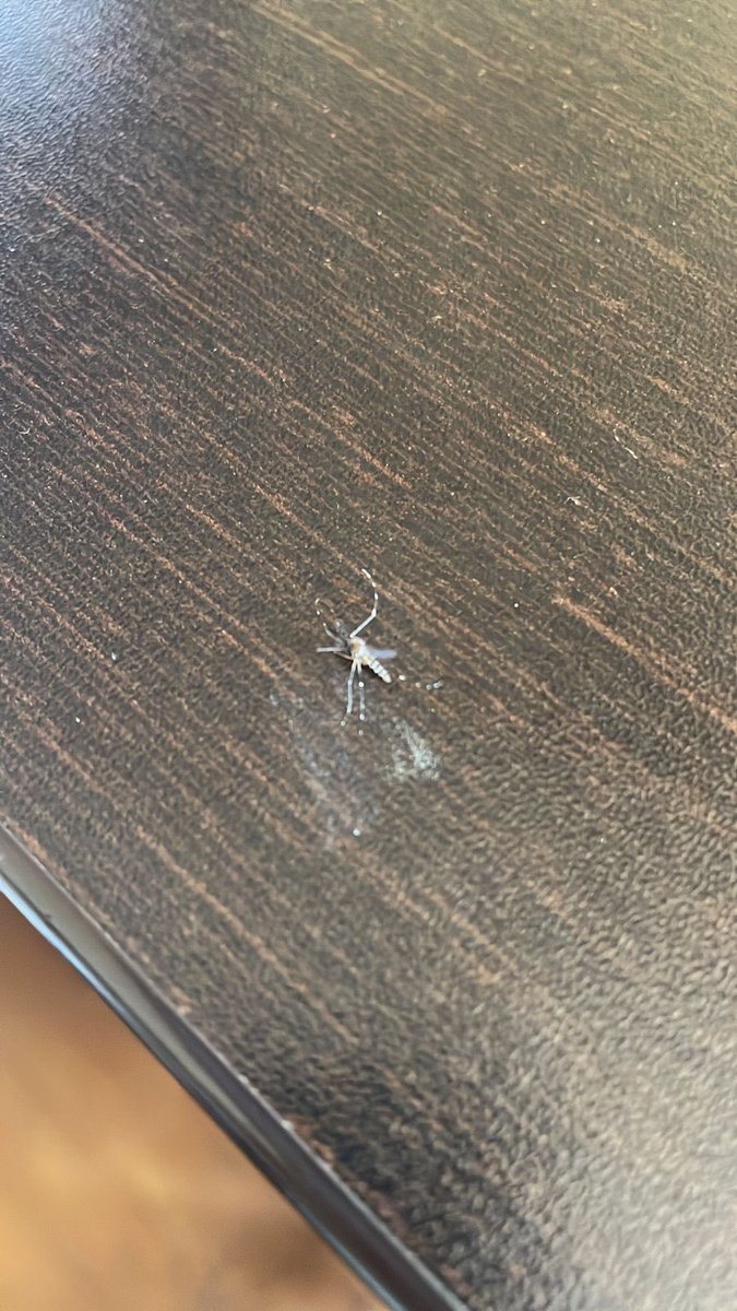 Nenaa2908's tweet photo. Este es el zancudo “Aedes Aegypti”, portador del dengue. Lo maté en mi oficina, espero no me haya picado 🙏🏼 así estamos en #Piura 😑 https://t.co/vetxDj2xuR