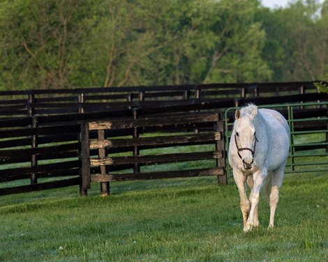BloodHorse's tweet photo. Another episode from our video series #CatchingUpWithOldFriends with📸@BH_AEberhardt, as she visits @Oldfriendsfarm. In this episode, we chat with Old Friends president Michael Blowen about champion and Hall of Famer #SilverCharm.
WATCH ON BH+ → https://t.co/wZBcPppMOC https://t.co/ui3YUXE6ZP