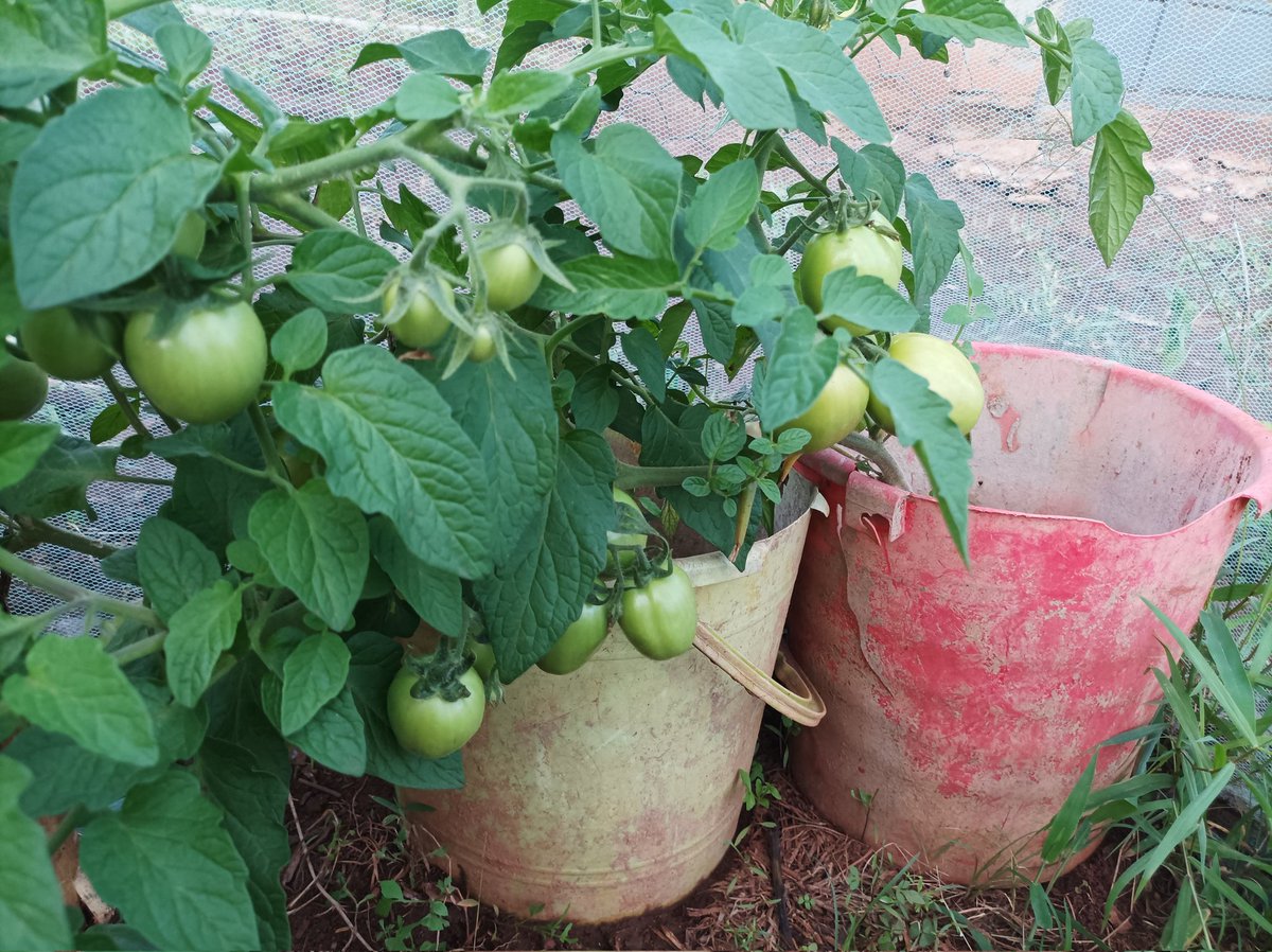 My wish was to graft this tomato with a potato and raise a POMATO.

At some point I just decided to let it be.

3 months after, here we are.

 flourishing fruits!