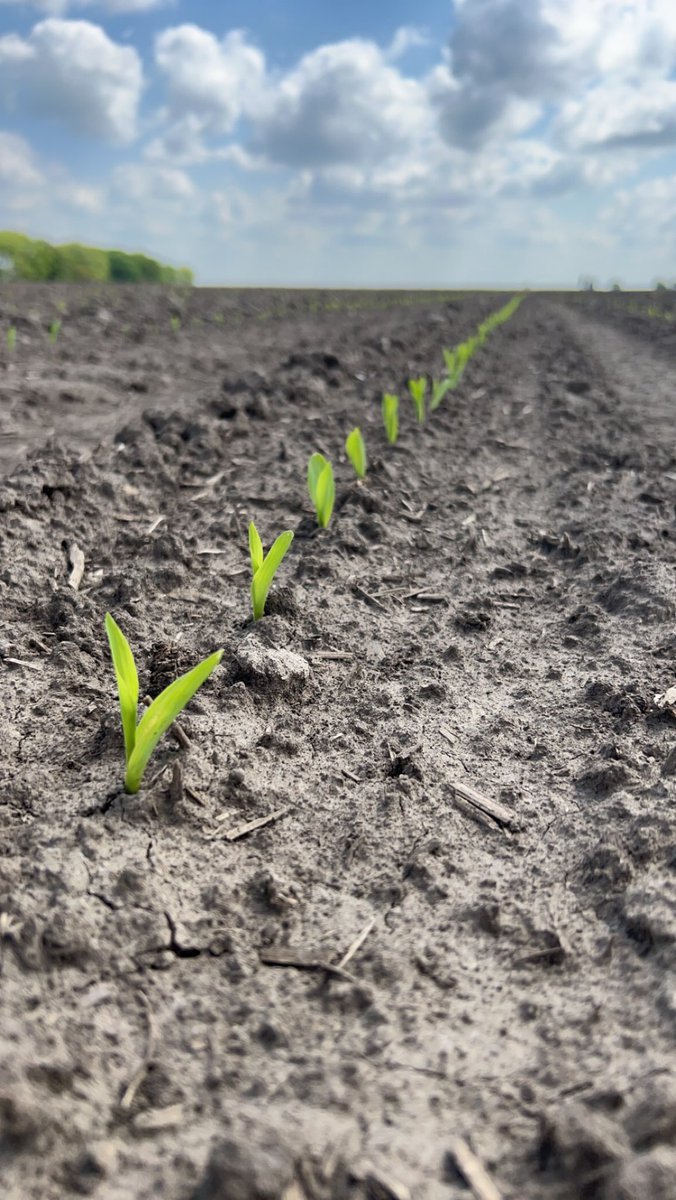 This new kid on the block has repeatedly been one of the top emergers in plots this spring. Keep your eyes peeled for NEW DKC117-78🌽

#dekalb #picketfencestand