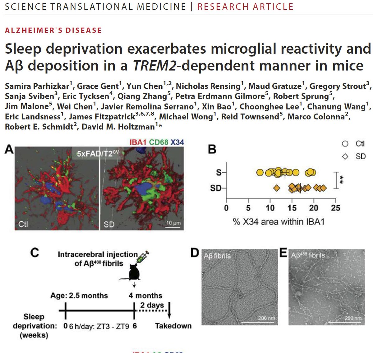 SatchinPanda's tweet image. Sleeping less can increase the risk for  #Alzheimers disease by increasing brain #inflammation and a-beta deposit. 
science.org/doi/epdf/10.11…