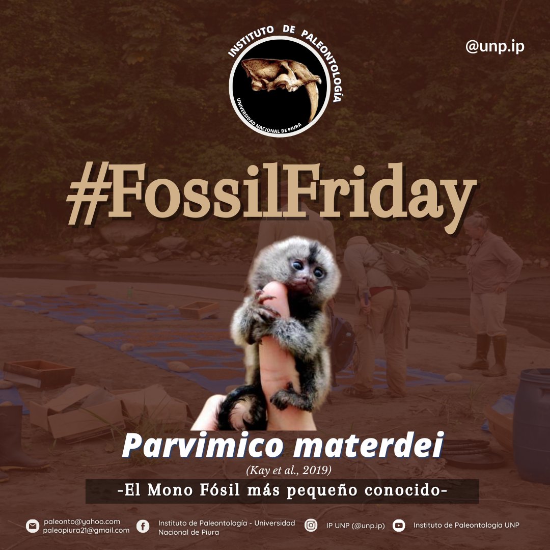 IPaleoUNP's tweet photo. #FossilFriday te presentamos a 𝑷𝒂𝒓𝒗𝒊𝒎𝒊𝒄𝒐 𝒎𝒂𝒕𝒆𝒓𝒅𝒆𝒊 el mono fósil más pequeño conocido encontrado en el Alto Madre de Dios (Amazonía peruana).
(1/3) https://t.co/7O55A2WXVb