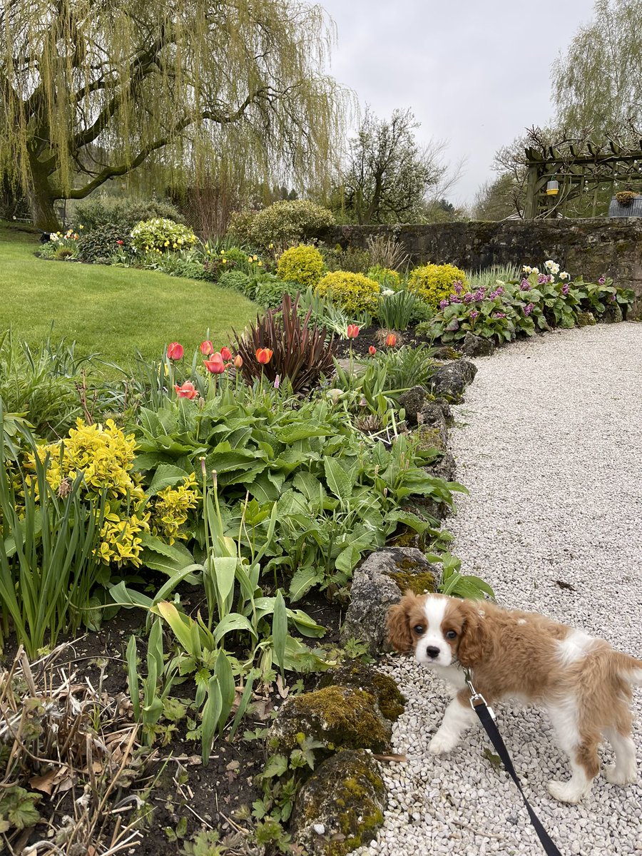 Honey put in a shift today, and has had quite a few breaks!  💛🐝 #boutiquehotel #familyownedhotel #kingcharlescavalier #kingcharlescavalierspaniel #cavalierkingcharlesspaniel #cavalierkingcharles #dogfriendly #dogoftheday #lovedogs #visitpeakdistrict #visitderbyshire #staywithus