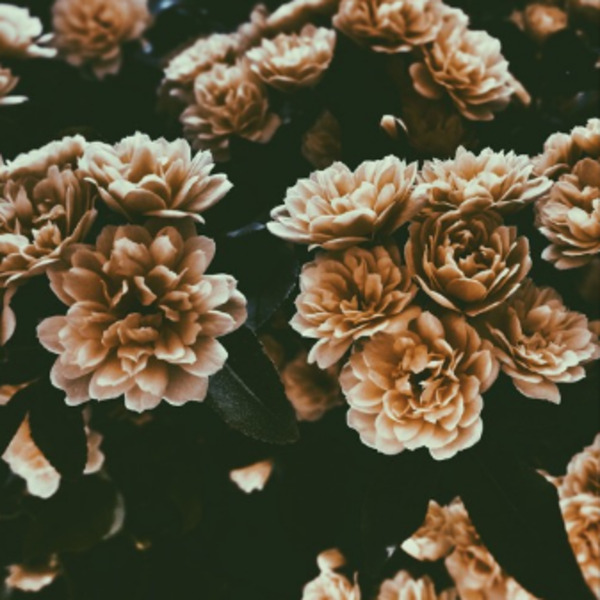 2xsRadio's tweet image. #ADifferentMusicMix Blush by VELVET SUNSET (2020) #velvetSunset  Join us at 2xsrocks.com/support.html