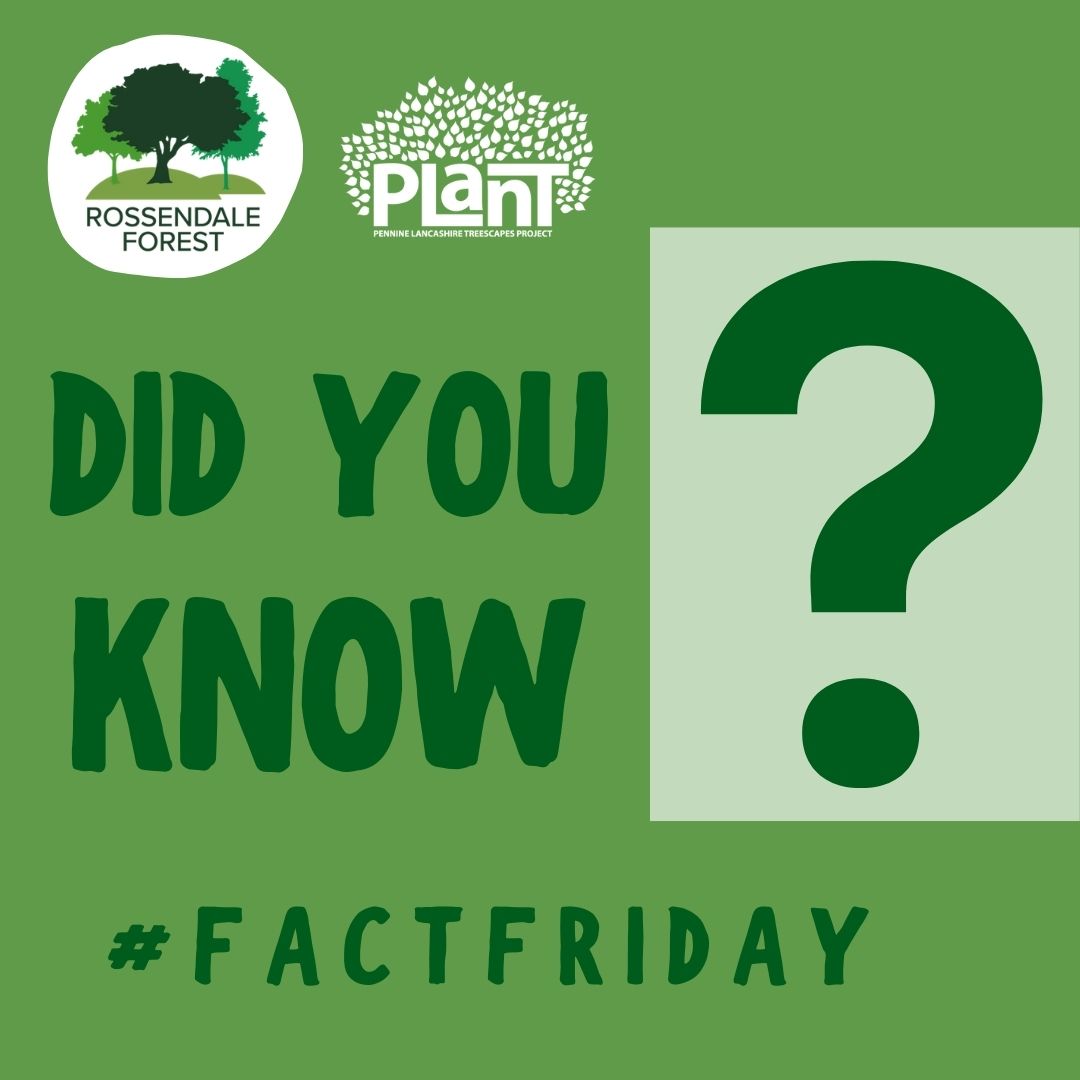 RBCForest's tweet photo. #FactFriday Did you know?🤔 Being around trees reduces blood pressure, making us feel calmer &amp; less stressed. As April has been National Stress Awareness Month  let's hope the trees we've planted so far will be easing stress in years to come.🧘 https://t.co/hbfnIYiOJ0