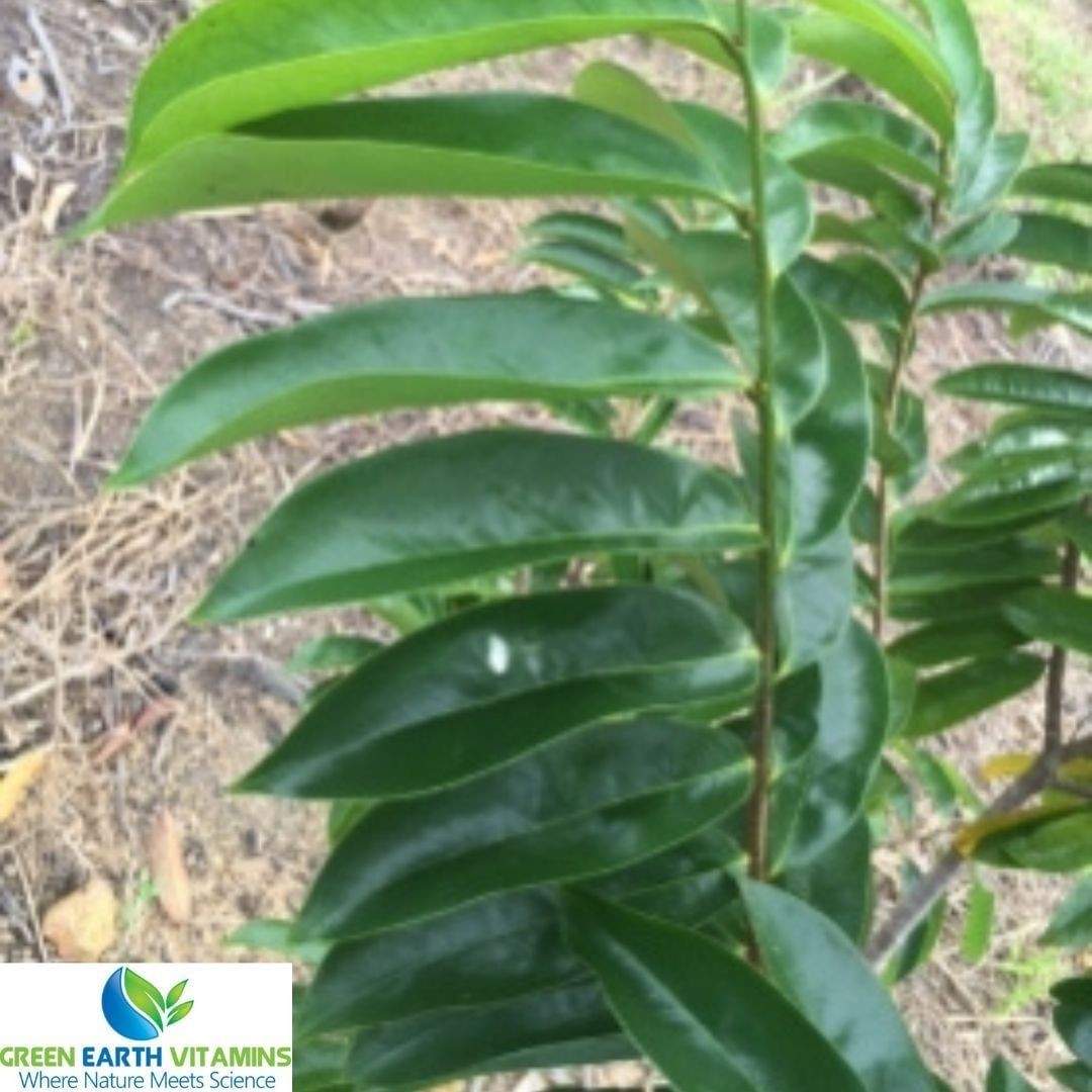 EarthVitamins's tweet photo. Our all 100% natural Guyabano leaves are handpicked from our farm at City of Praise and brought to our facilities. They are then hand sorted for the good leaves that meet our specifications. 

For more information our to order our supplements: https://t.co/6pxsDEqnVs https://t.co/5YIfKc2WA6