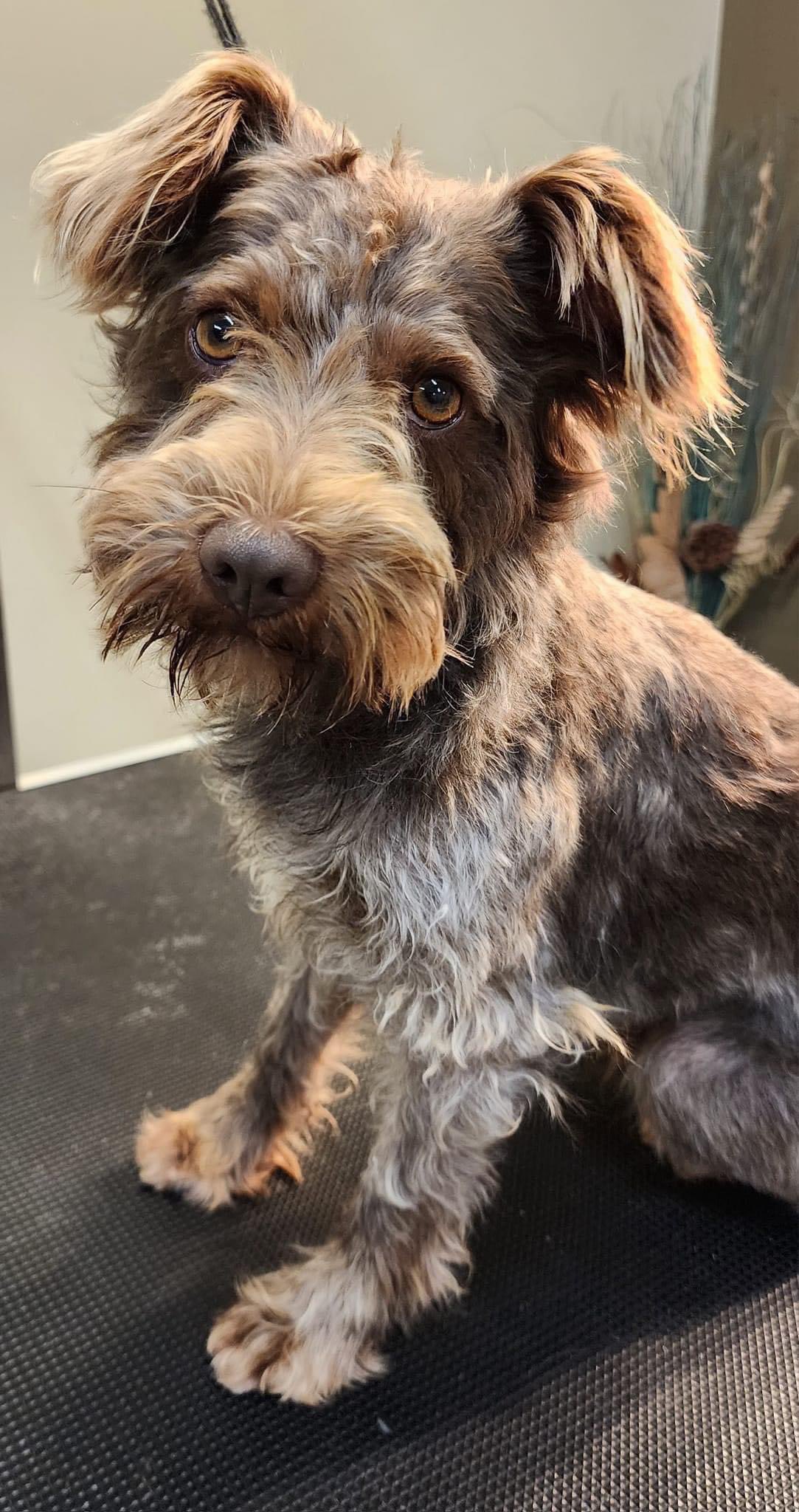 What Do You Call A Dachshund Schnauzer Mix