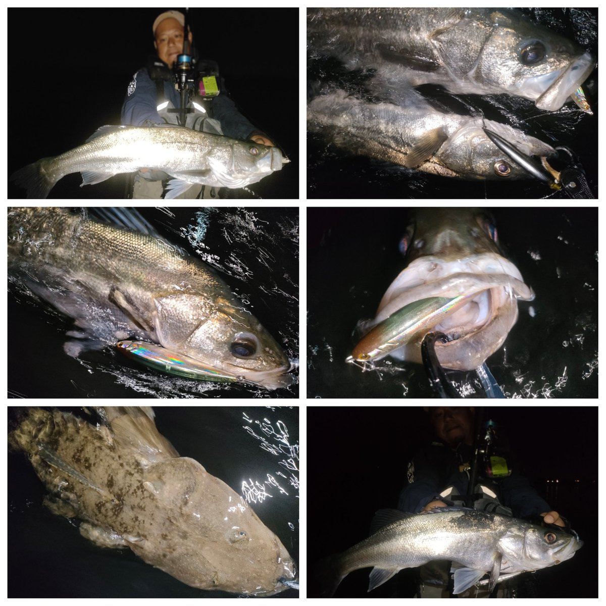 mochriverwading's tweet photo. スイミングフローティングペンシル愛好会のメンバーとウェーディング。カラーやサイズを選ぶ少しシビアな釣りでお互い納得行く魚を出せて満足して終了🤗
#リバーシーバス
#Northcraft
#タックルハウス
#BMC
#K2R https://t.co/2z7ZpFUZ96