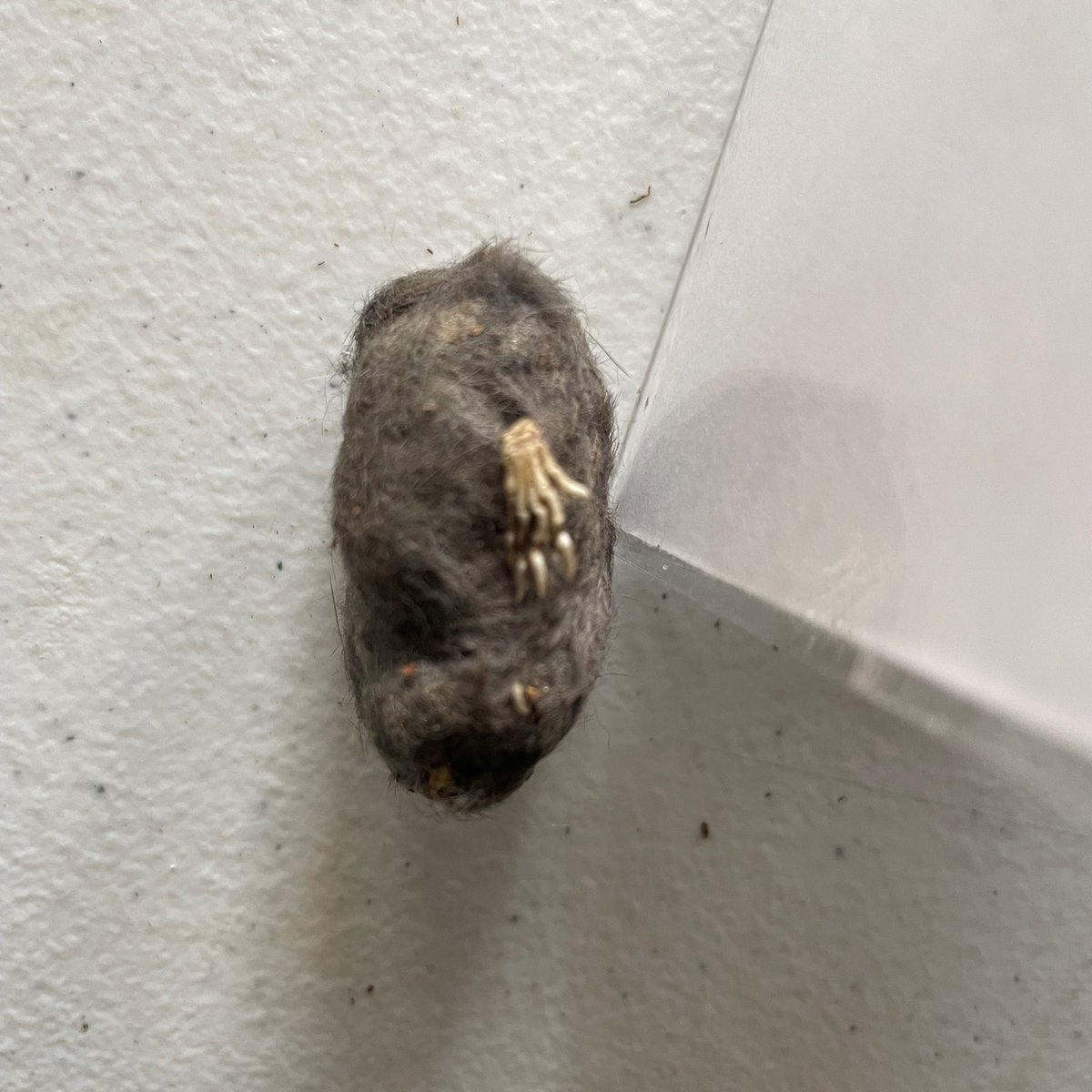 JJAStatePark's tweet photo. some "tools" to help you open the pellet to see what meal the owl consumed. A unique way to discover owl food preferences and habitat types that are necessary to support these nocturnal birds of prey. Free and open to all ages. Young children will need help. Keep what you find! https://t.co/yPXy270VMj