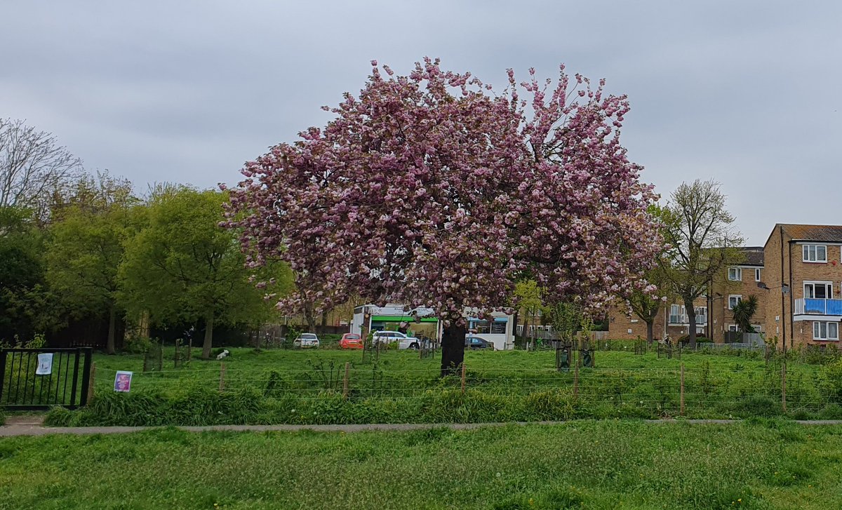 It's #BlossomDay! Apple petals are still tightly furled against the cold but the pretty cooking apple, Arthur Turner, is blooming in #RouelCommunityOrchard, Morello cherry is in its prime, quince in the #JoySlide orchard looks chilly! Sp. Unknown flowering cherry showing off!