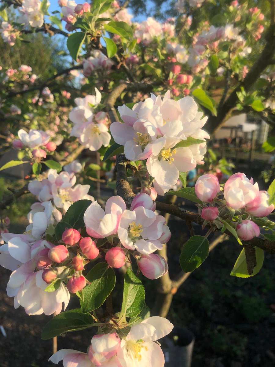 My favourite apple tree at my #allotment love the pink #blossom🌳🍎

Happy #orchardblossomday #orchardseverywhere #blossomwatch